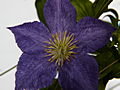 Clematis Silvi IMG_0077 Powojnik